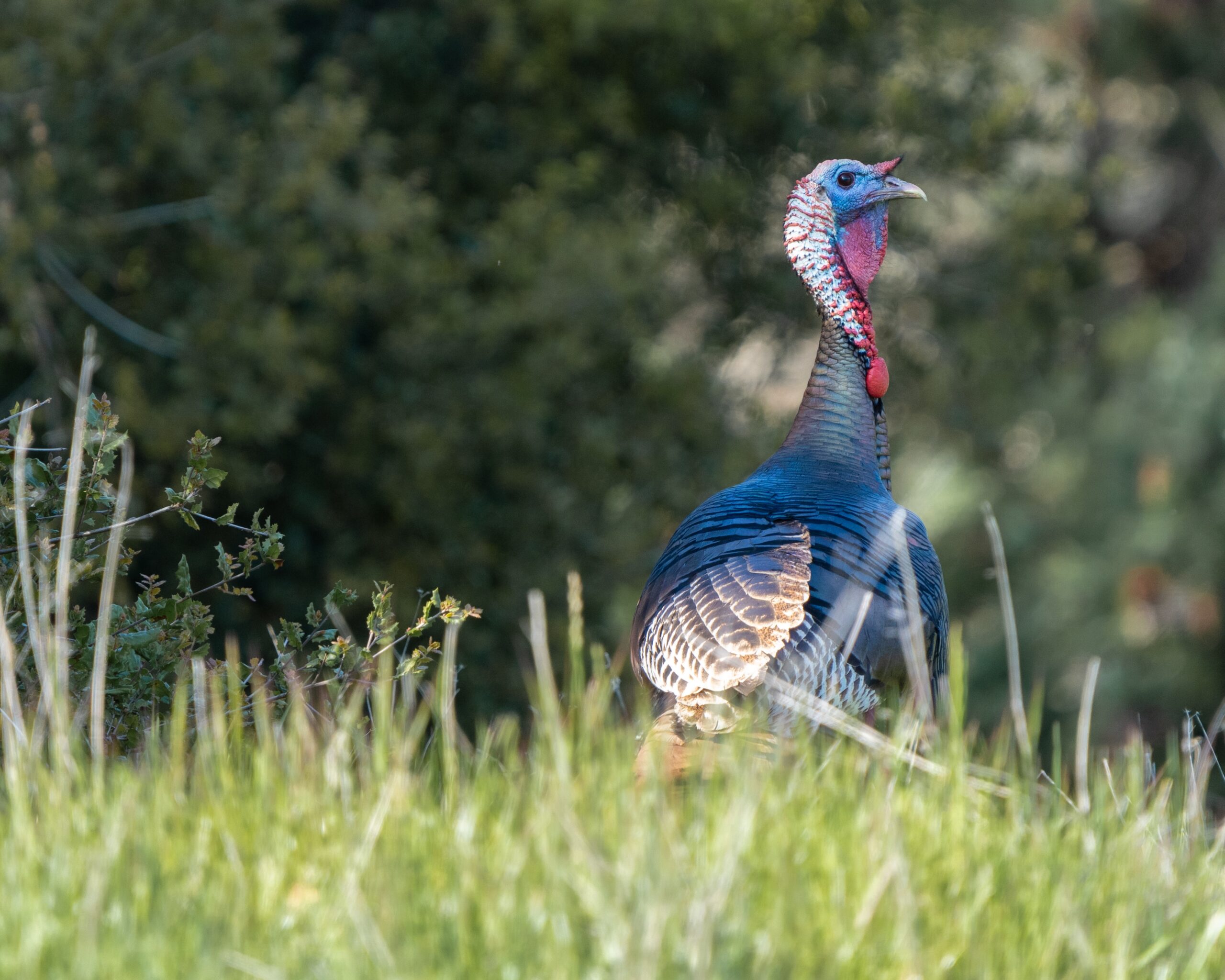 wild turkey CA