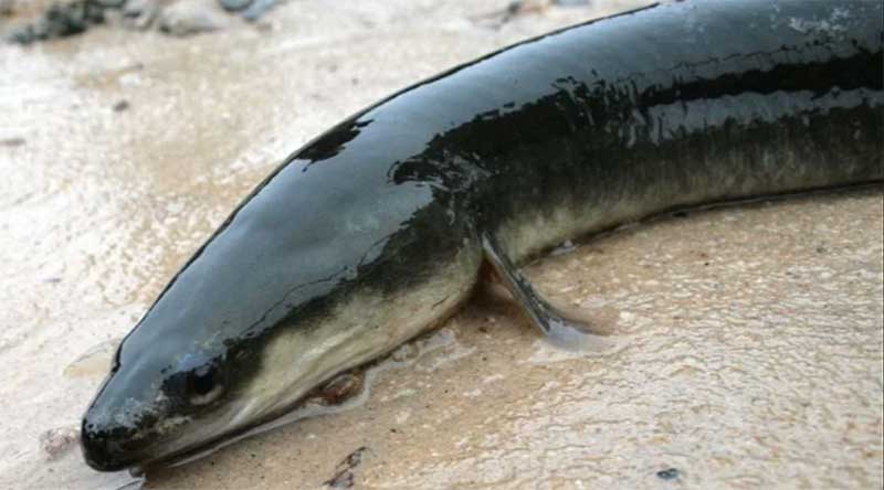  american eel