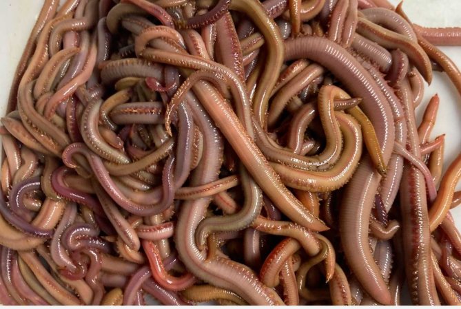  blood worms