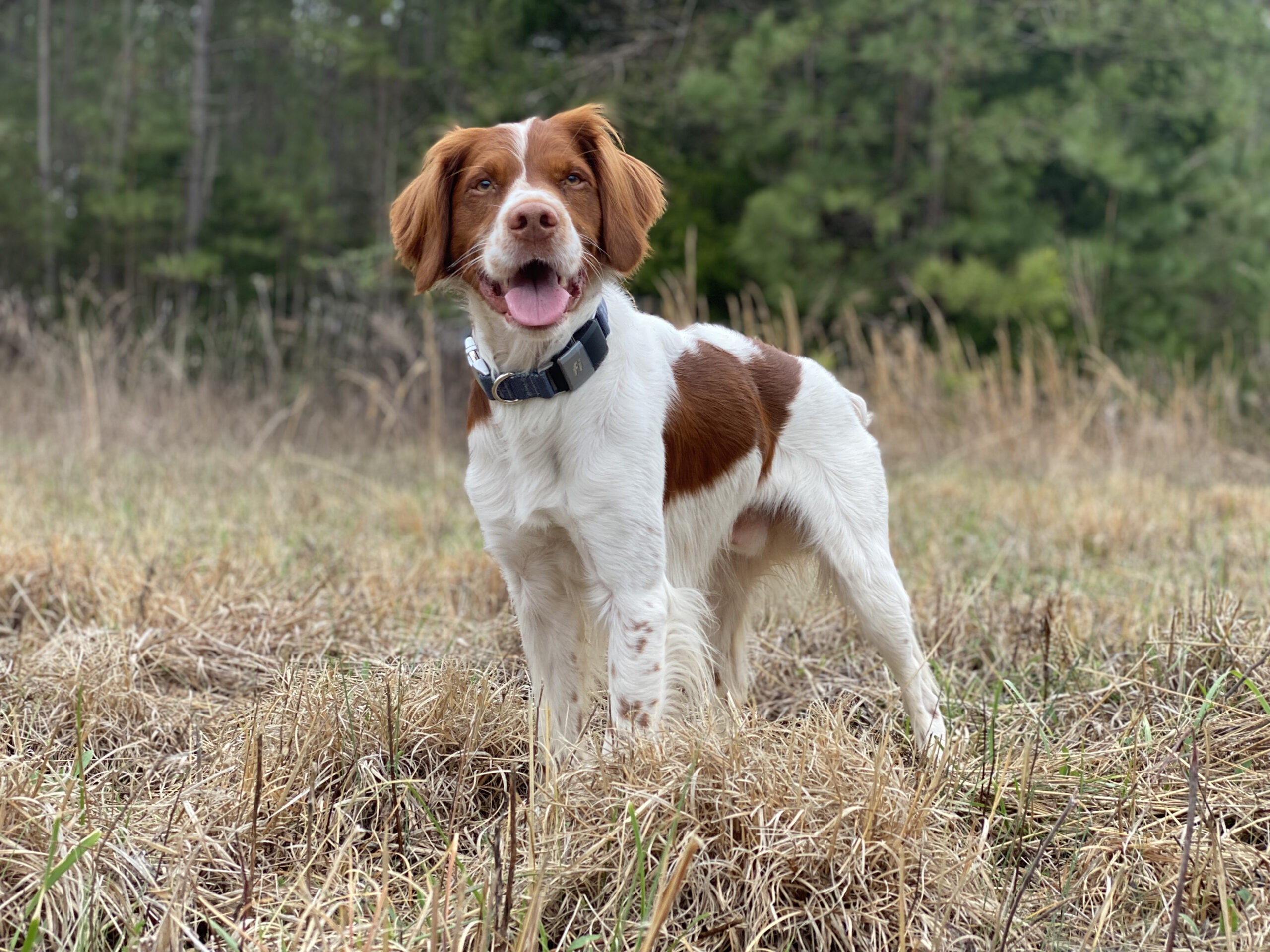 Best hunting clearance dog gps