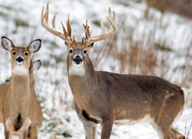 whitetail buck