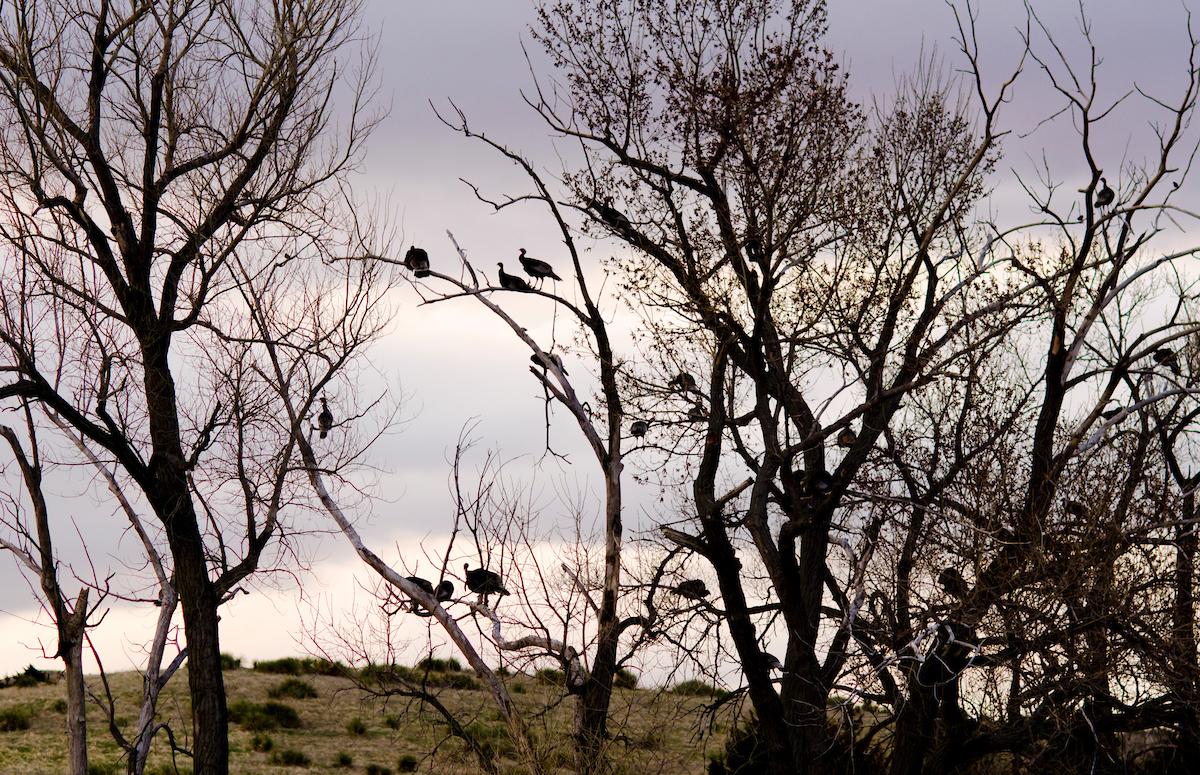 turkey roost