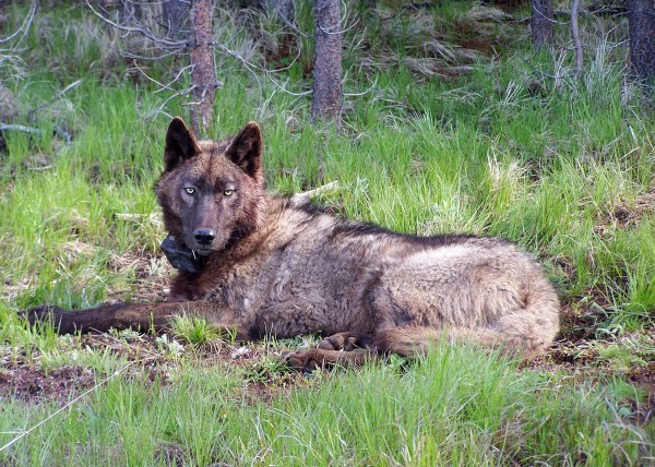 WDFW Orders Lethal Removal in Unnamed Kettle Range Wolf Pack