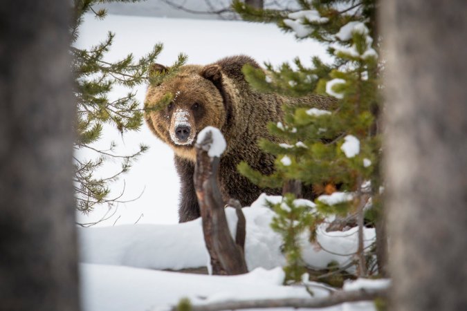 Martha Williams on grizzly bears.