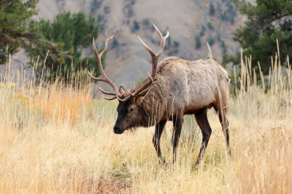 Going Primitive: A Record-Book Longbow Buck and Flintlock Bull Elk