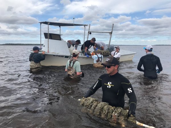 Volunteers build oyster reefs in North Carolina.