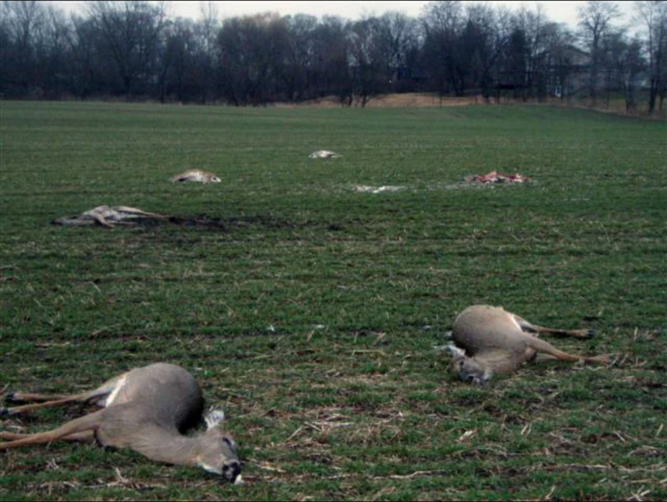 Whitetail deer killed by a lightning strike