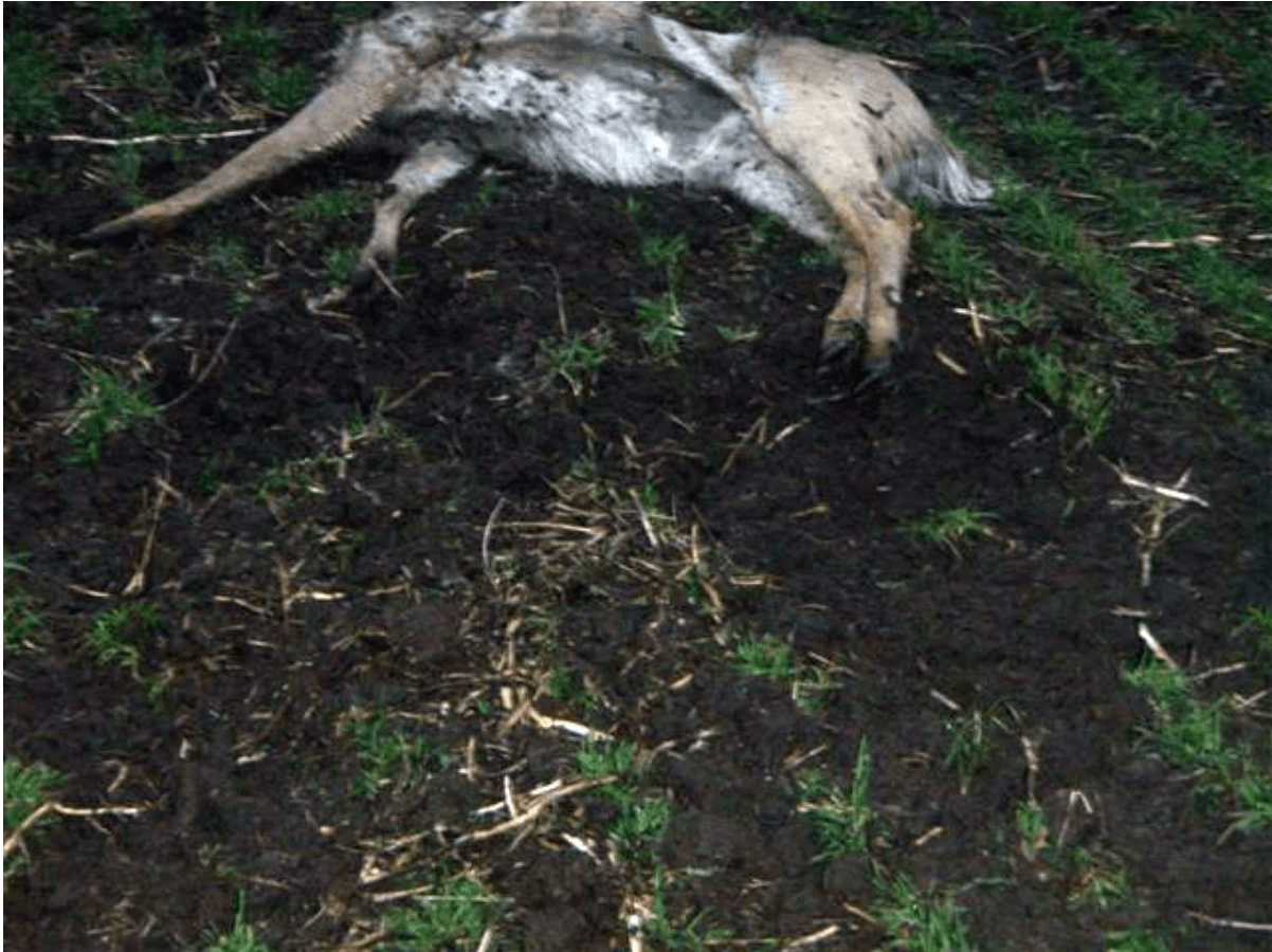 Whitetail deer struck by lightning.