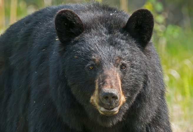 Man Stabs Attacking Black Bear with His Pocketknife | Outdoor Life