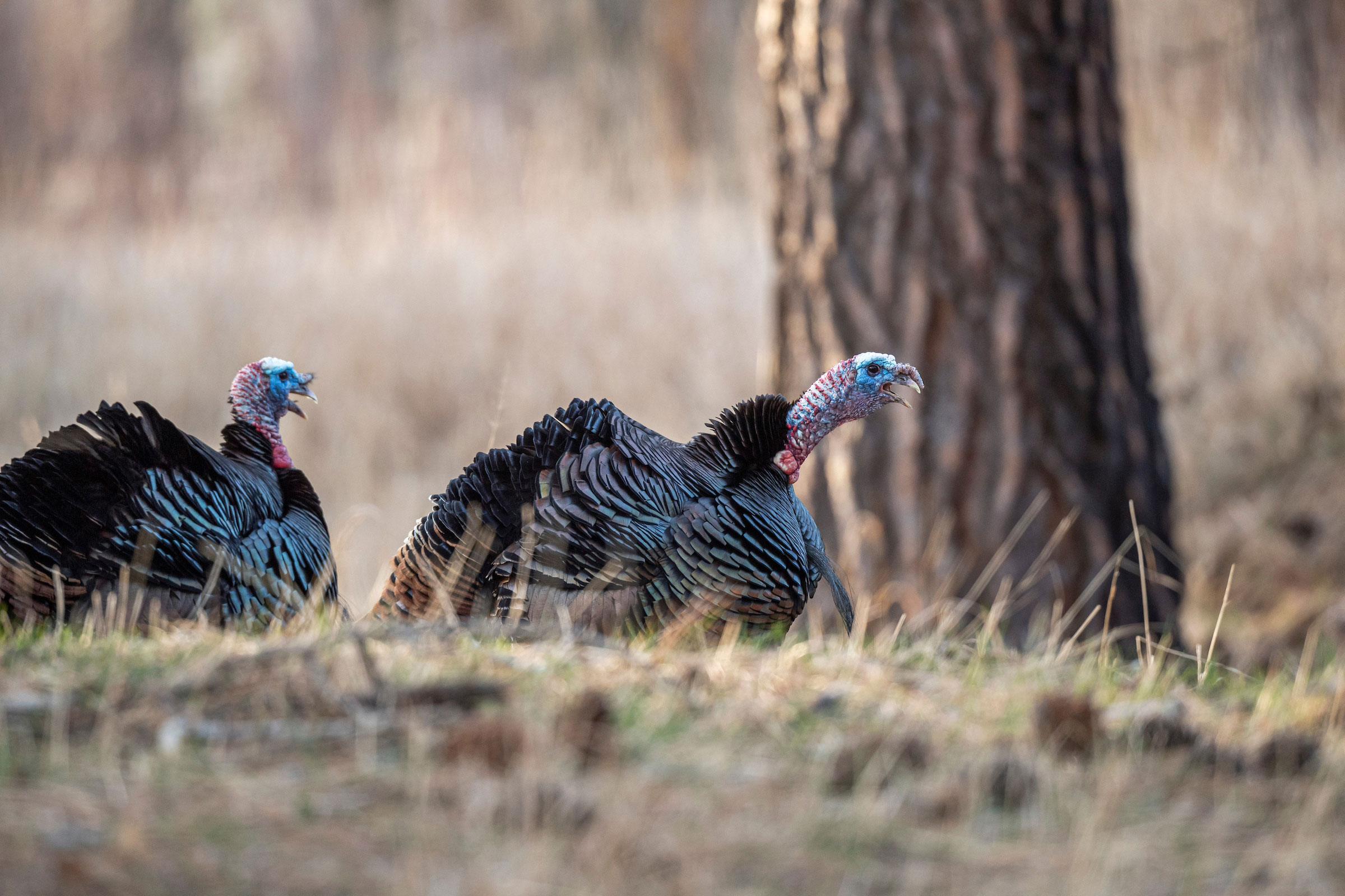 Two-year-old tom turkeys.