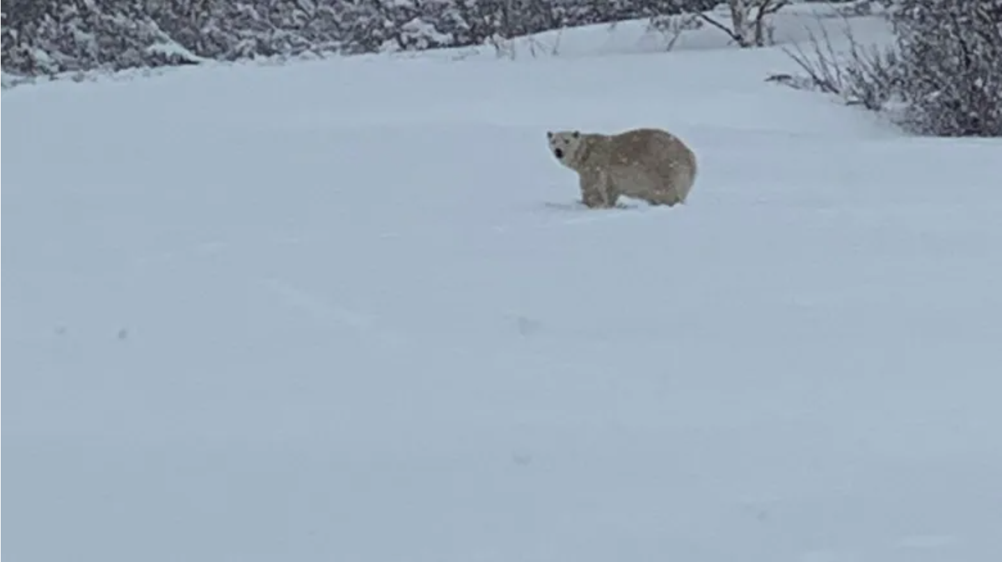 Polar Bear Killed Only 200 Miles from Maine Border | Outdoor Life