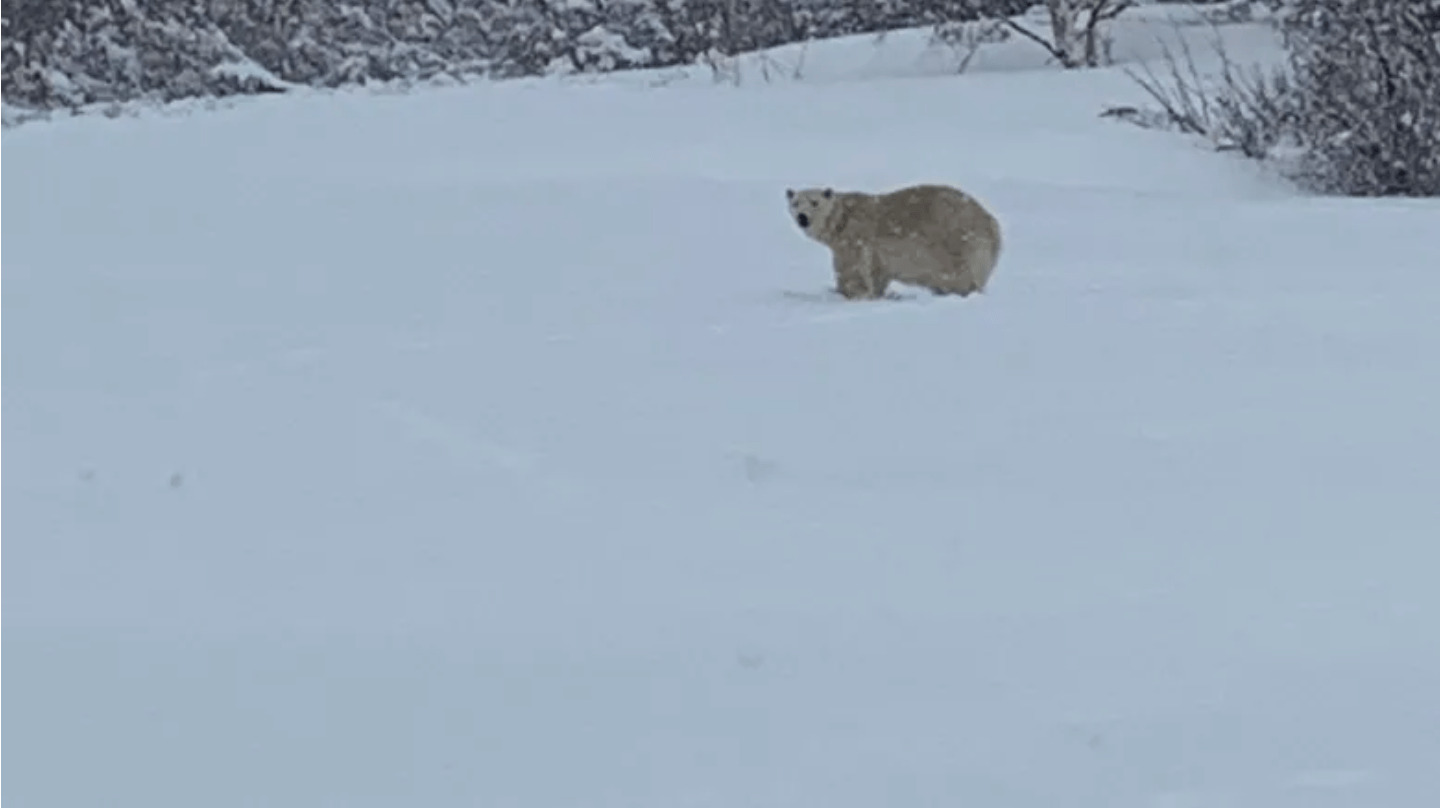 Polar bear in Quebec.