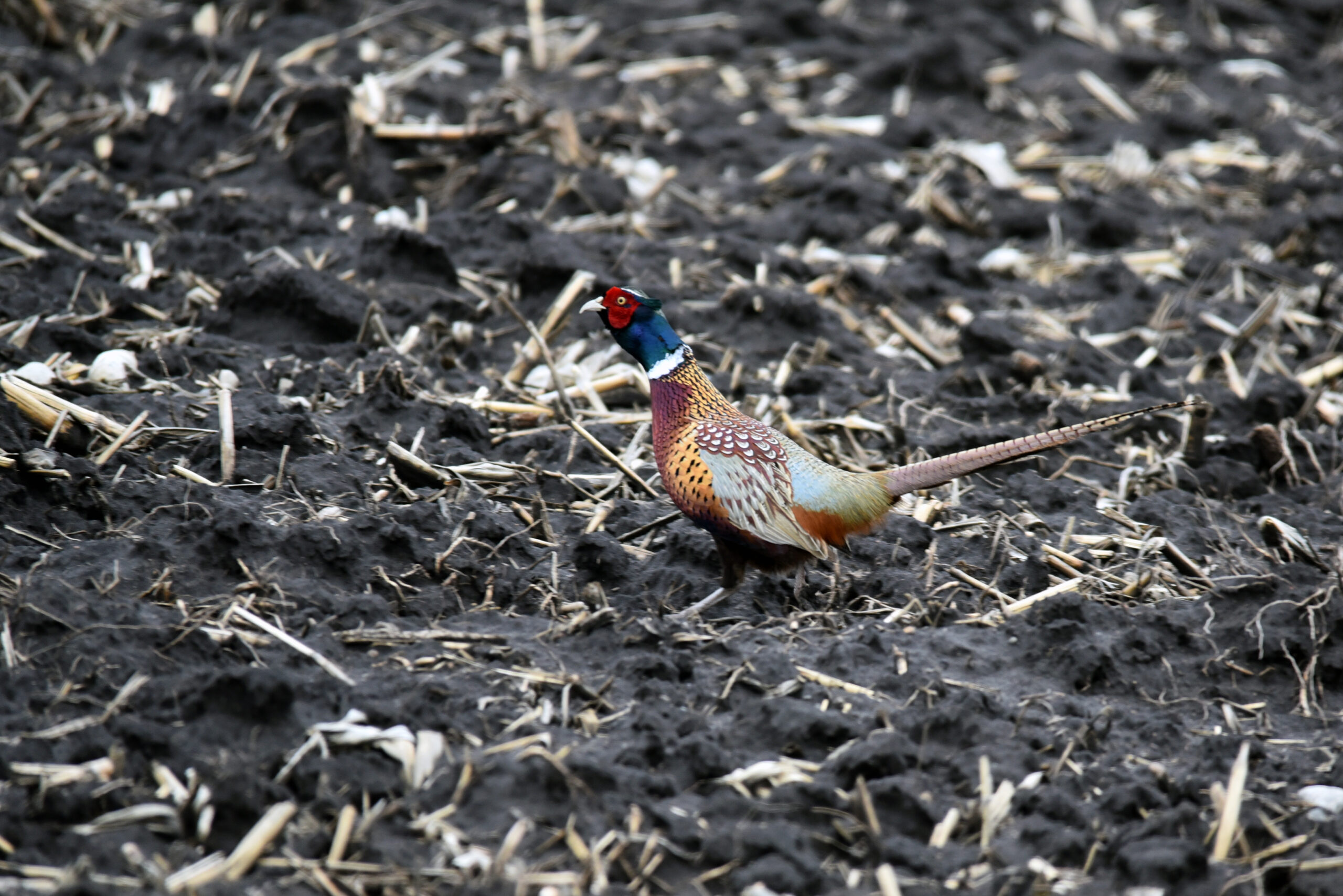 Wyoming game and fish killed 1200 pheasants