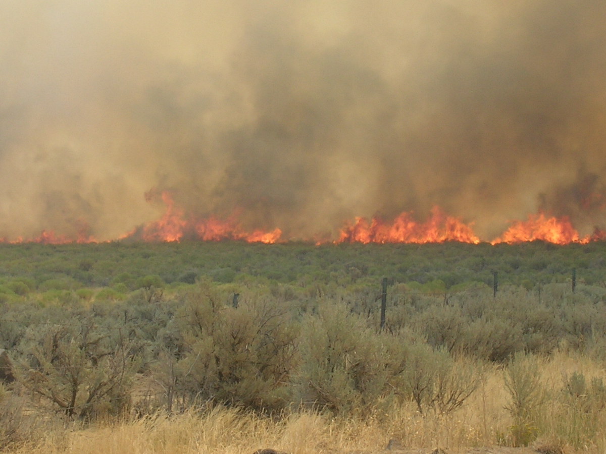 wildfires are another big problem for wildlife in western states