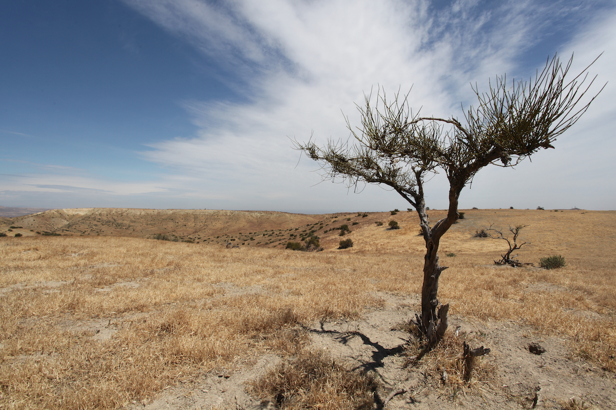 drought has been destroying habitat that deer regularly rely on.