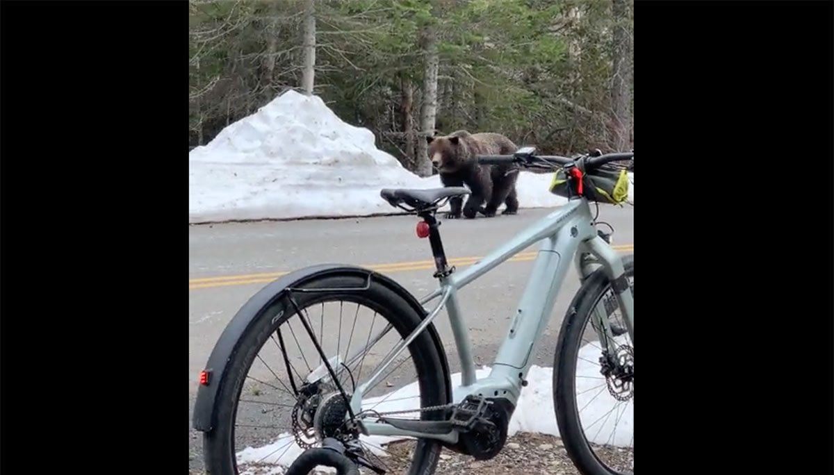 A grizzly bear walks down the road.