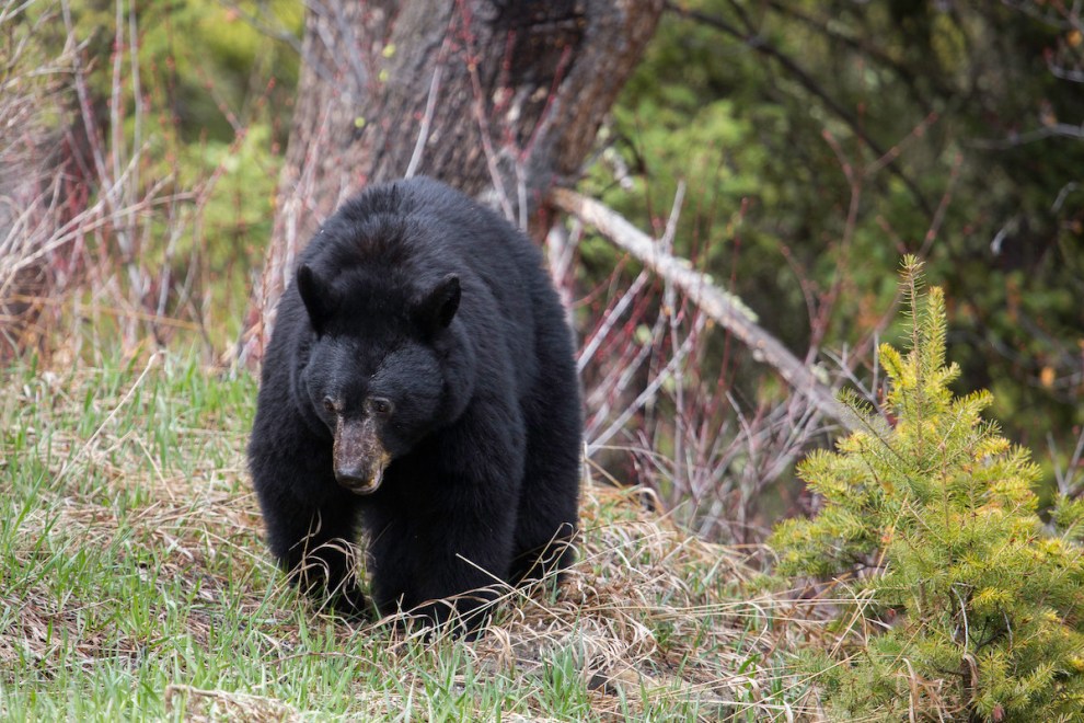 Celebrity Bowhunters Sentenced For Lacey Act Violations Outdoor Life