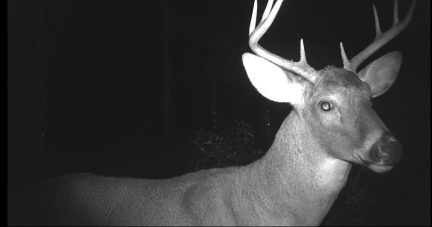 Pennsylvania whitetail buck.