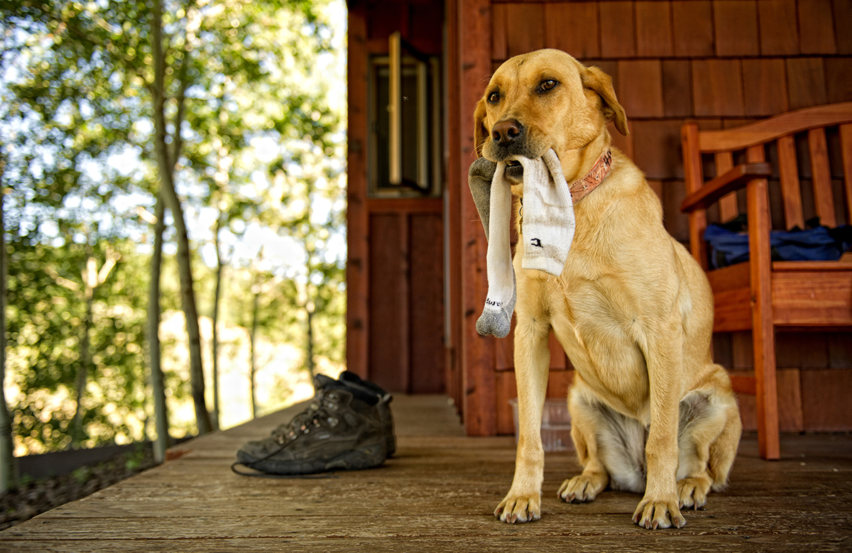 Lab retrieves a sock