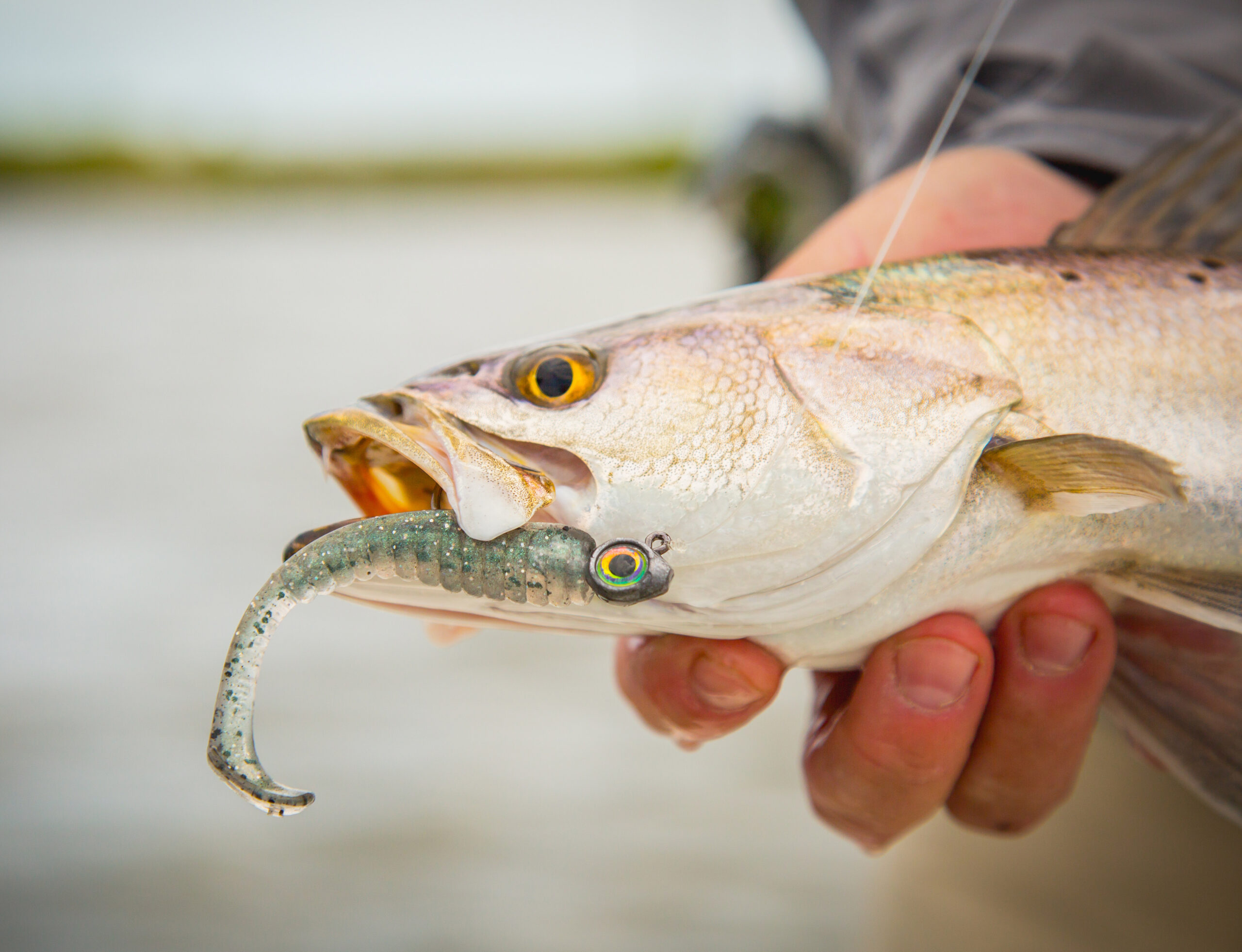 Best Speckled Trout Lures in 2023 | Outdoor Life