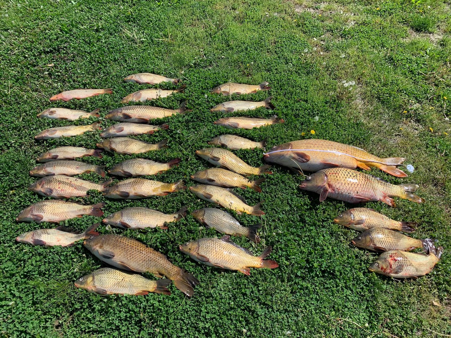 Anglers Fined Thousands for Keeping Too Many Carp