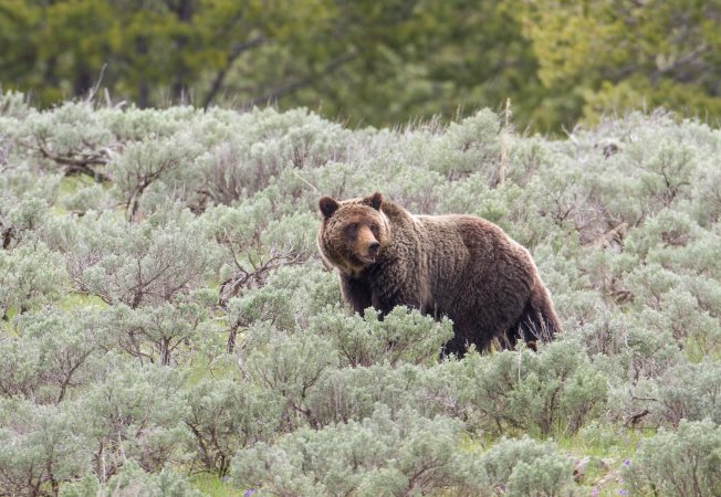 Grizzly bear hunting used to be allowed in B.C. but is no longer.