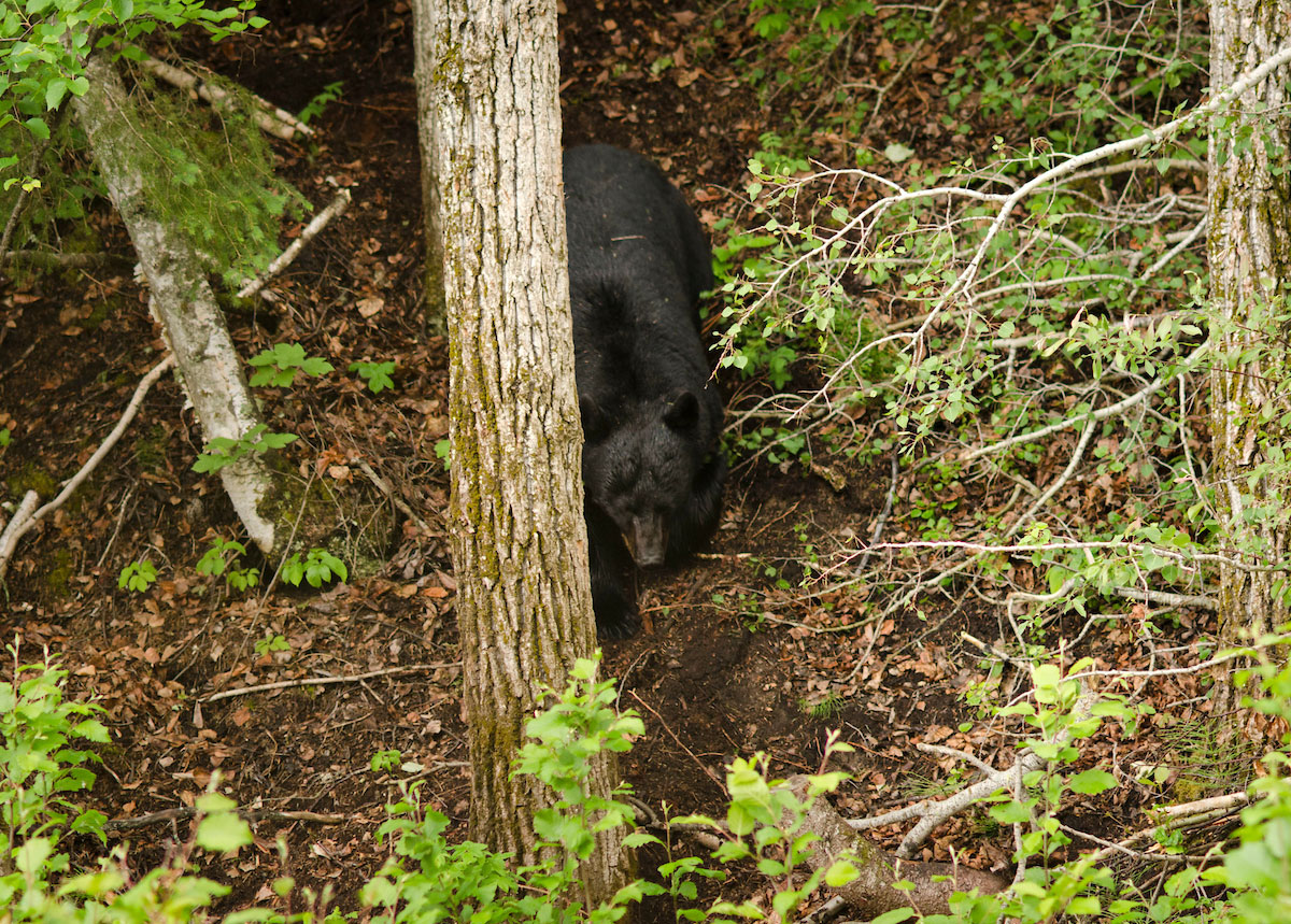 https://www.outdoorlife.com/wp-content/uploads/2022/05/19/blackbear1.jpg