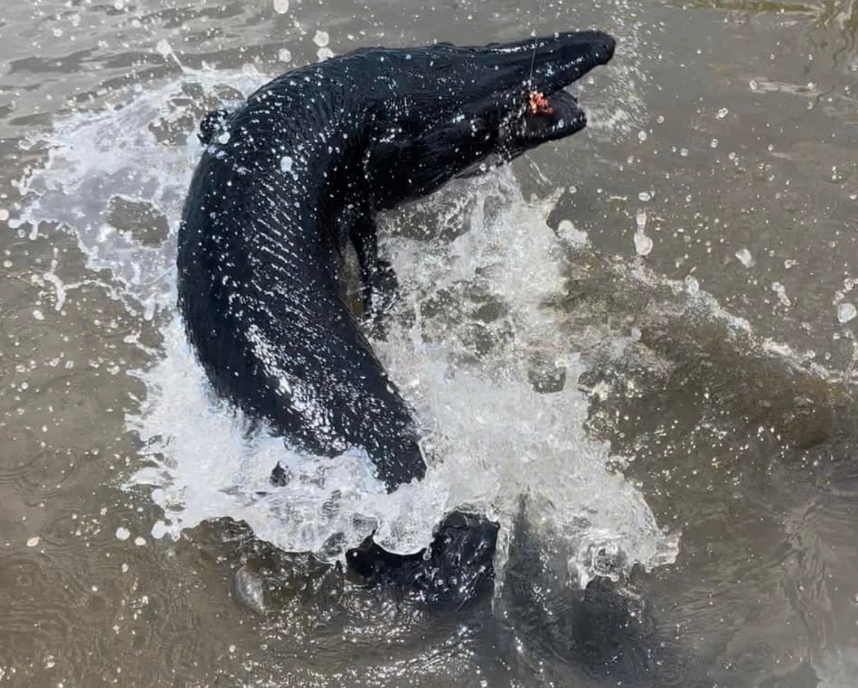 Texas Anglers Catch Melanistic Alligator Gar