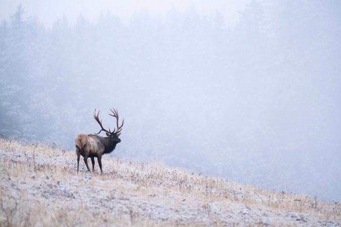 Bull elk in Montana.