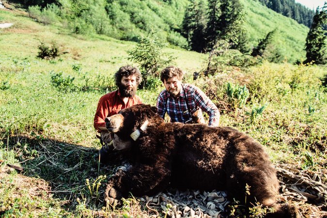 Brown bear research