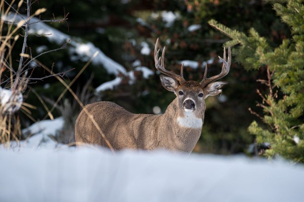 How To Still Hunt For Whitetails With A Bow