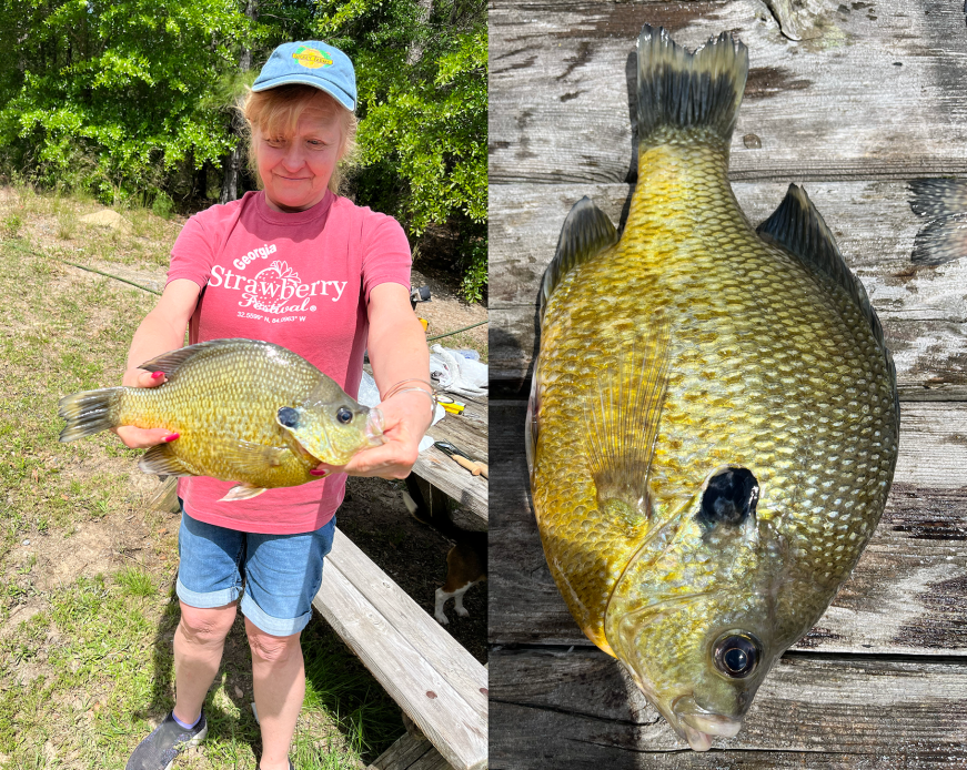 Angler Catches Giant 5-Pound Redear Sunfish on Lake Havasu | Outdoor Life