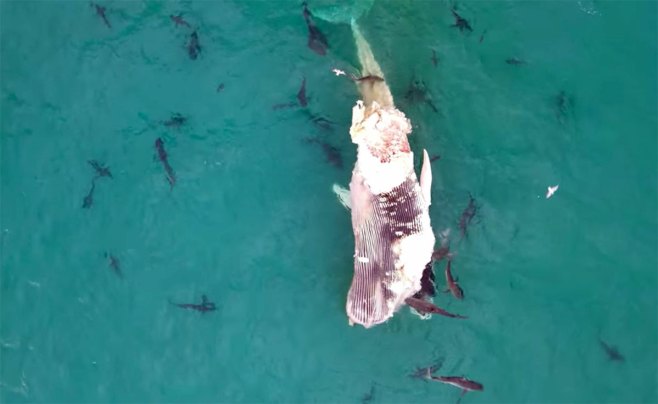 Video: Shark Feeding Frenzy on Whale Carcass | Outdoor Life