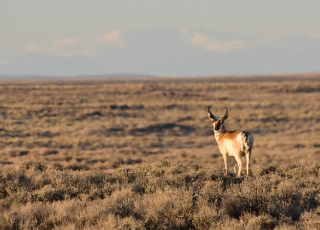 Pronghorn antelope in Wyoming.