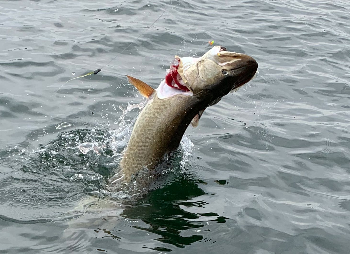 Minnesota Angler Hooks Walleye and Muskie With One Cast
