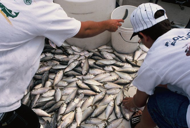 Menhaden on a boat deck.