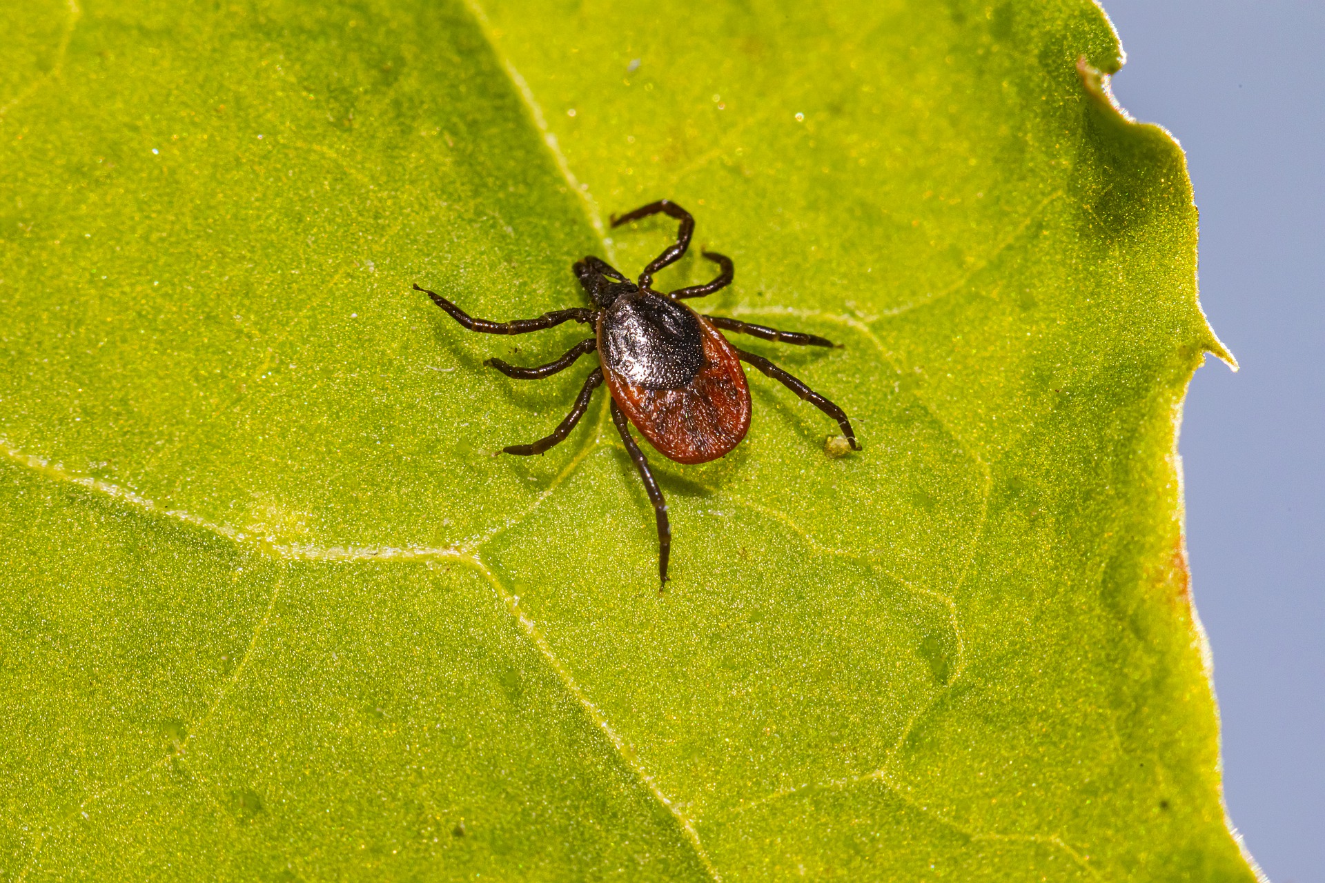 Deer ticks spread the Powassan virus.