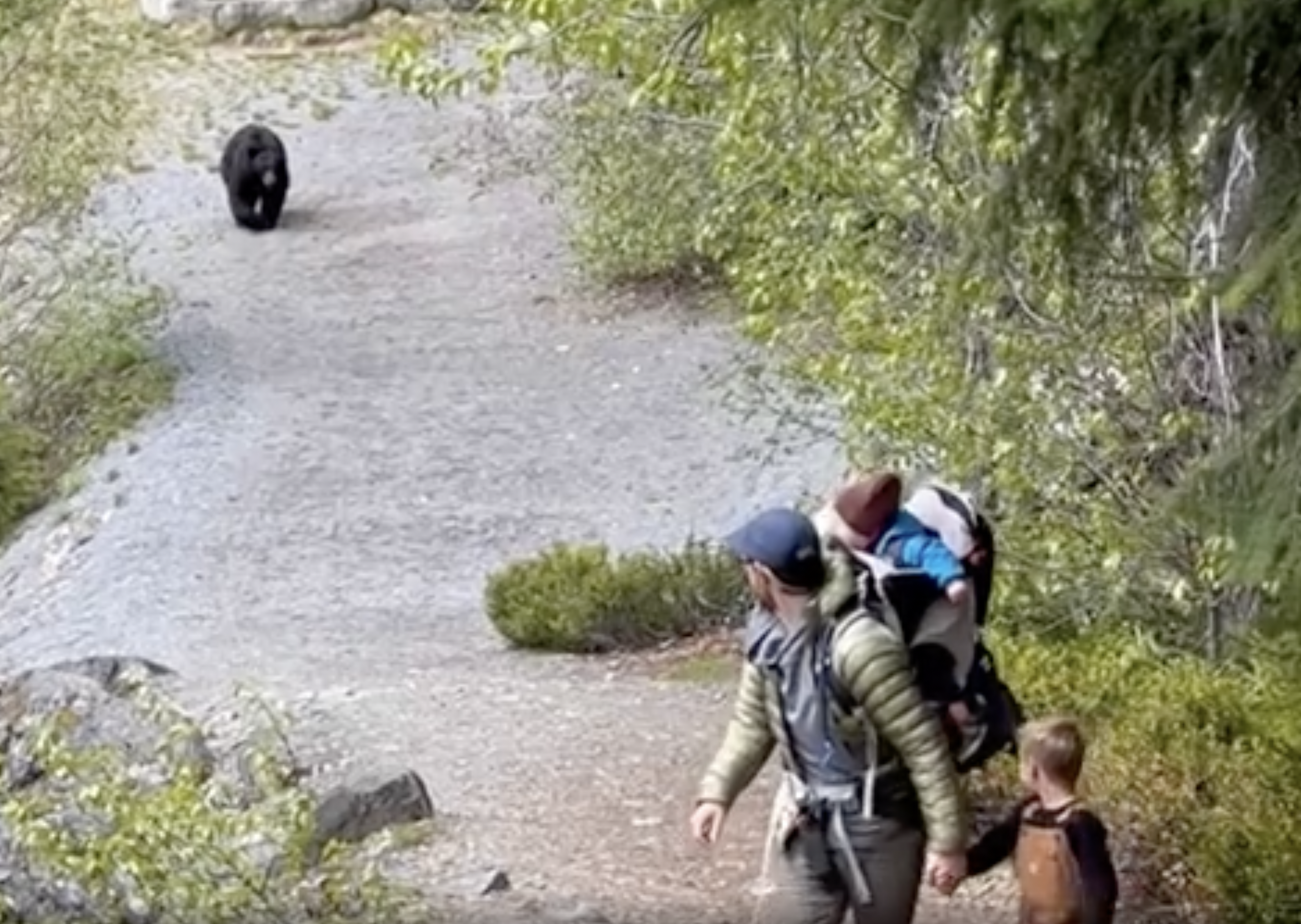 72-year-old man attacked by bear along trail, officials say