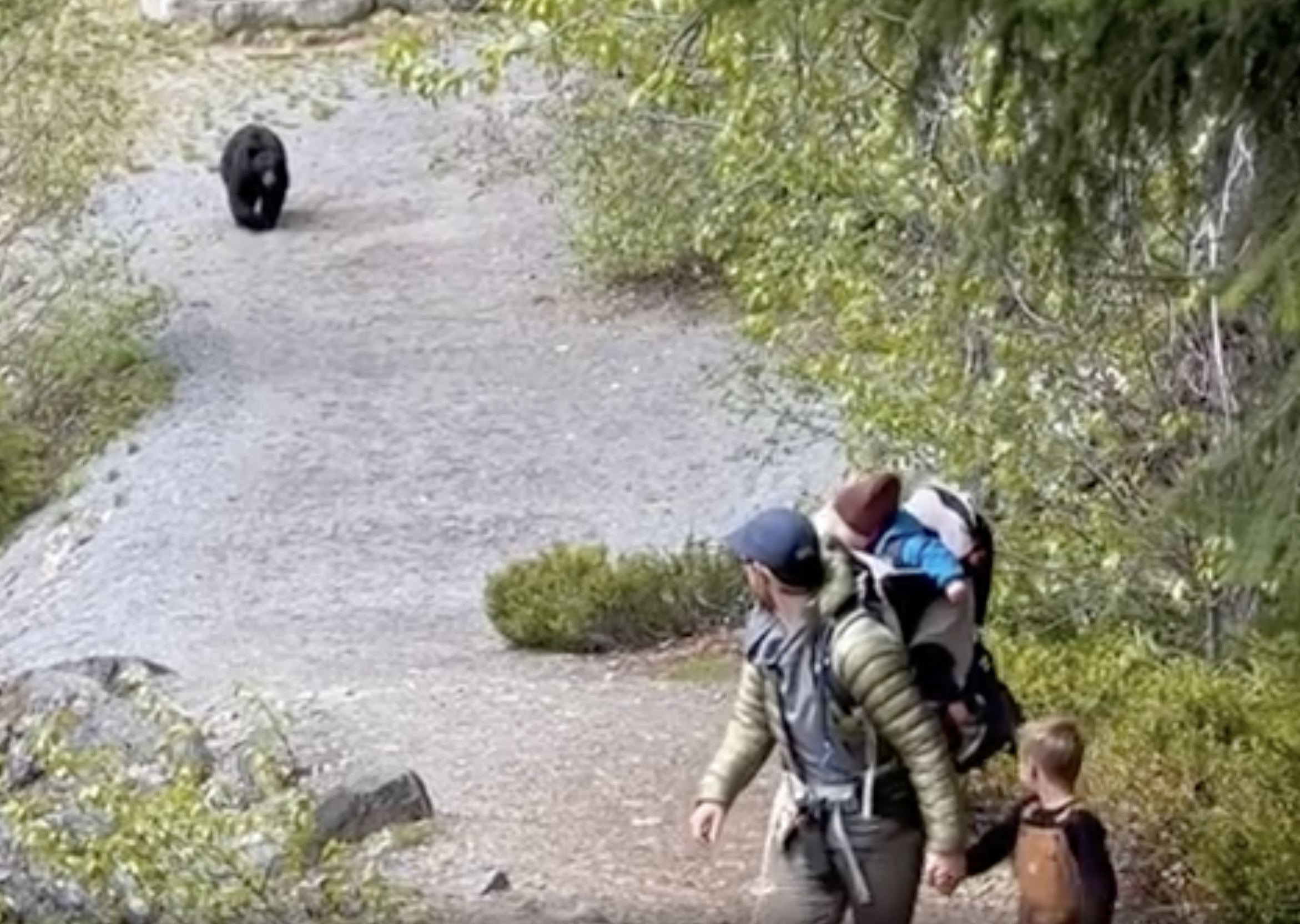 black bear follows BC family