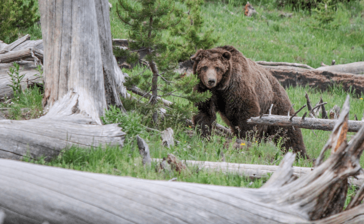 9 Great Grizzly Guns for Brown Bear Hunting and Backcountry Defense