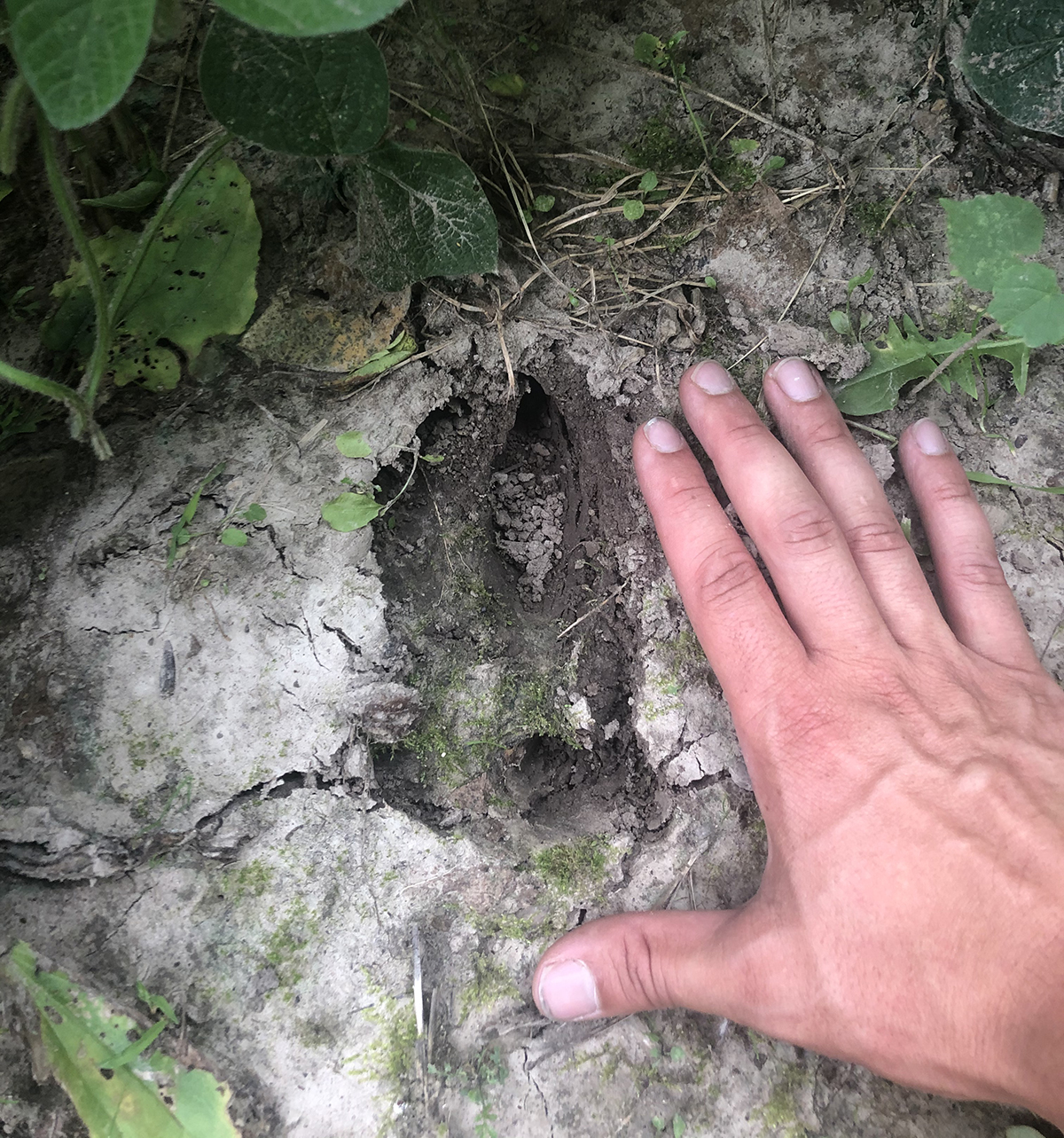 Early season deer track.