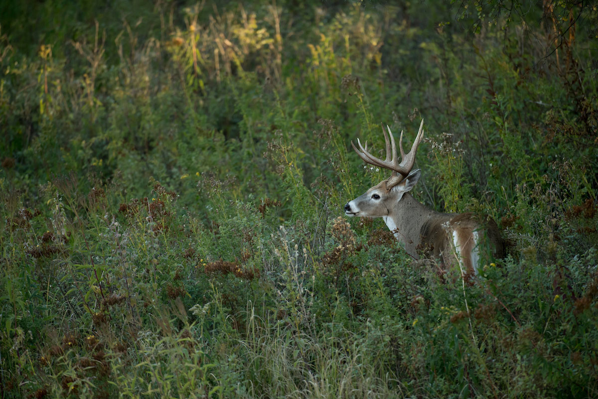 How To Hunt Early Season Deer | Outdoor Life