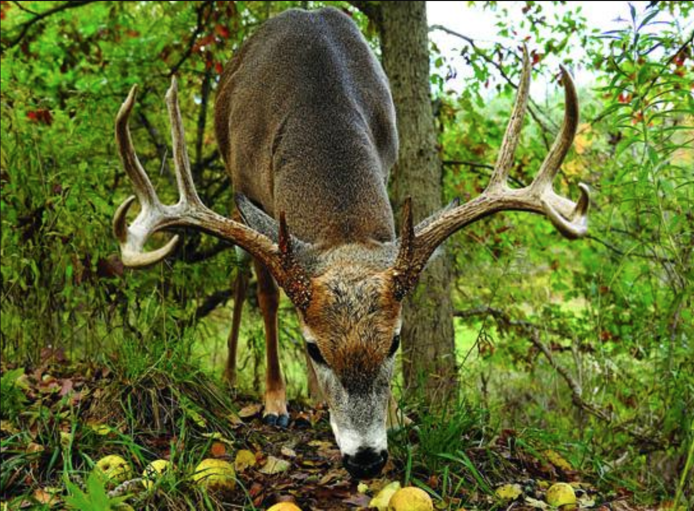 Early season deer food sources.