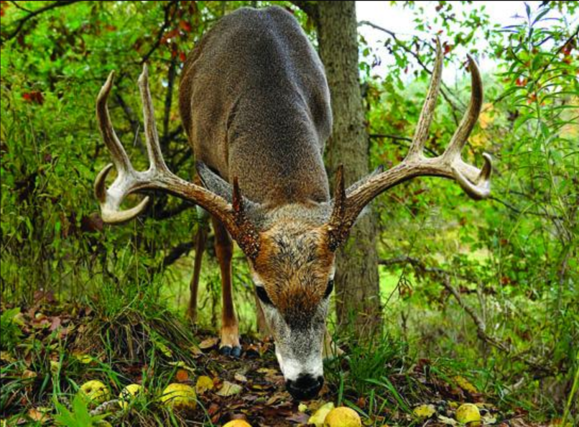 How to Hunt Early Season Deer | Outdoor Life