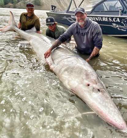 Canadians Catch 700-Pound Sturgeon | Outdoor Life