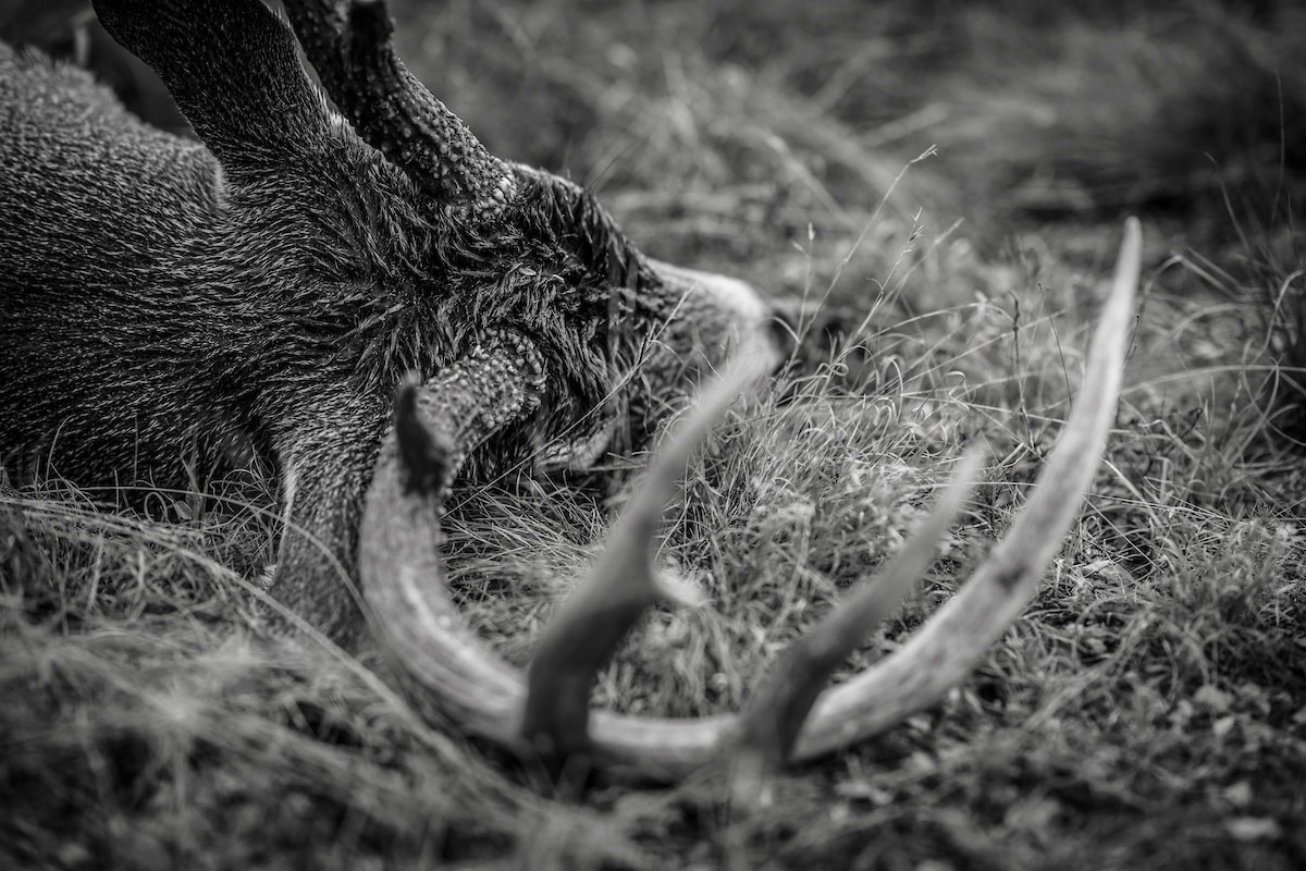 Texas whitetail deer hunting