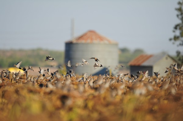 Opening day of dove season is just like amateur night