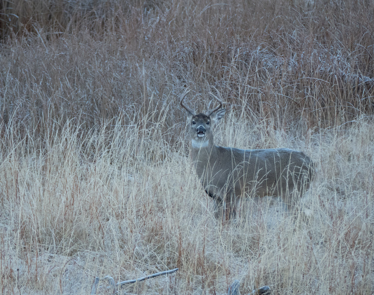 A Michigan man was tracked down by DNR after shooting multiple deer from his car.