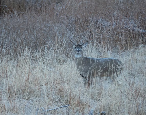 A Michigan man was tracked down by DNR after shooting multiple deer from his car.