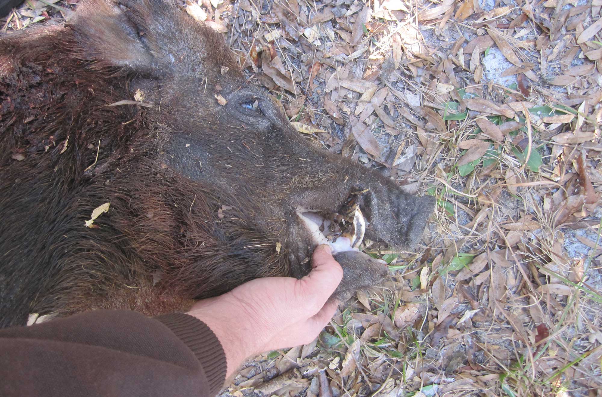 Wild hogs in Hawaii